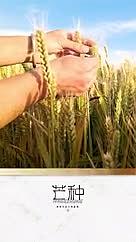 芒种24节气实拍稻田竖版视频海报视频的预览图